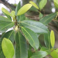 <i>Ficus trimenii</i>  King ex Trimen